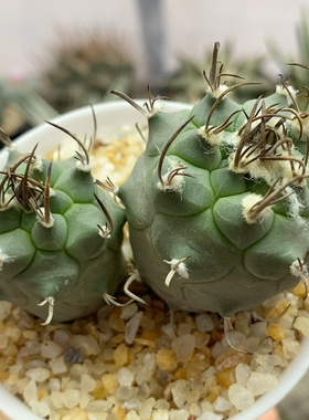 双头娇丽丸实生6.5cm103