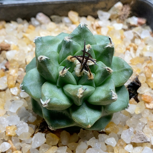 赤花娇丽实生3.2cm892