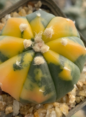 五彩兜锦实生3.7cm480