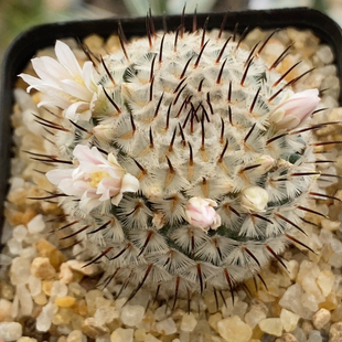 直刺佩雷3.5cm163