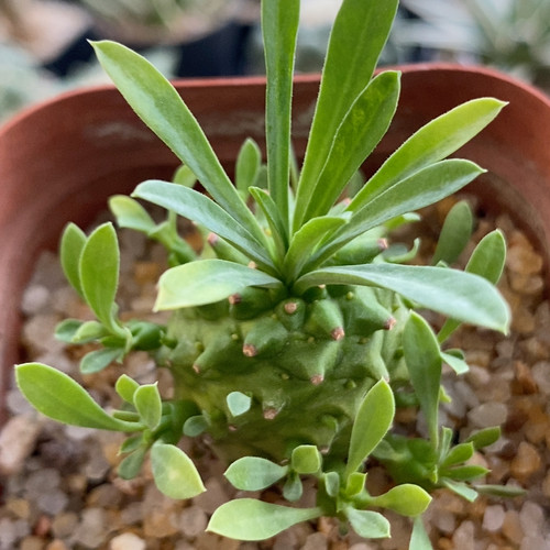 峨眉山大戟科3.9cm411