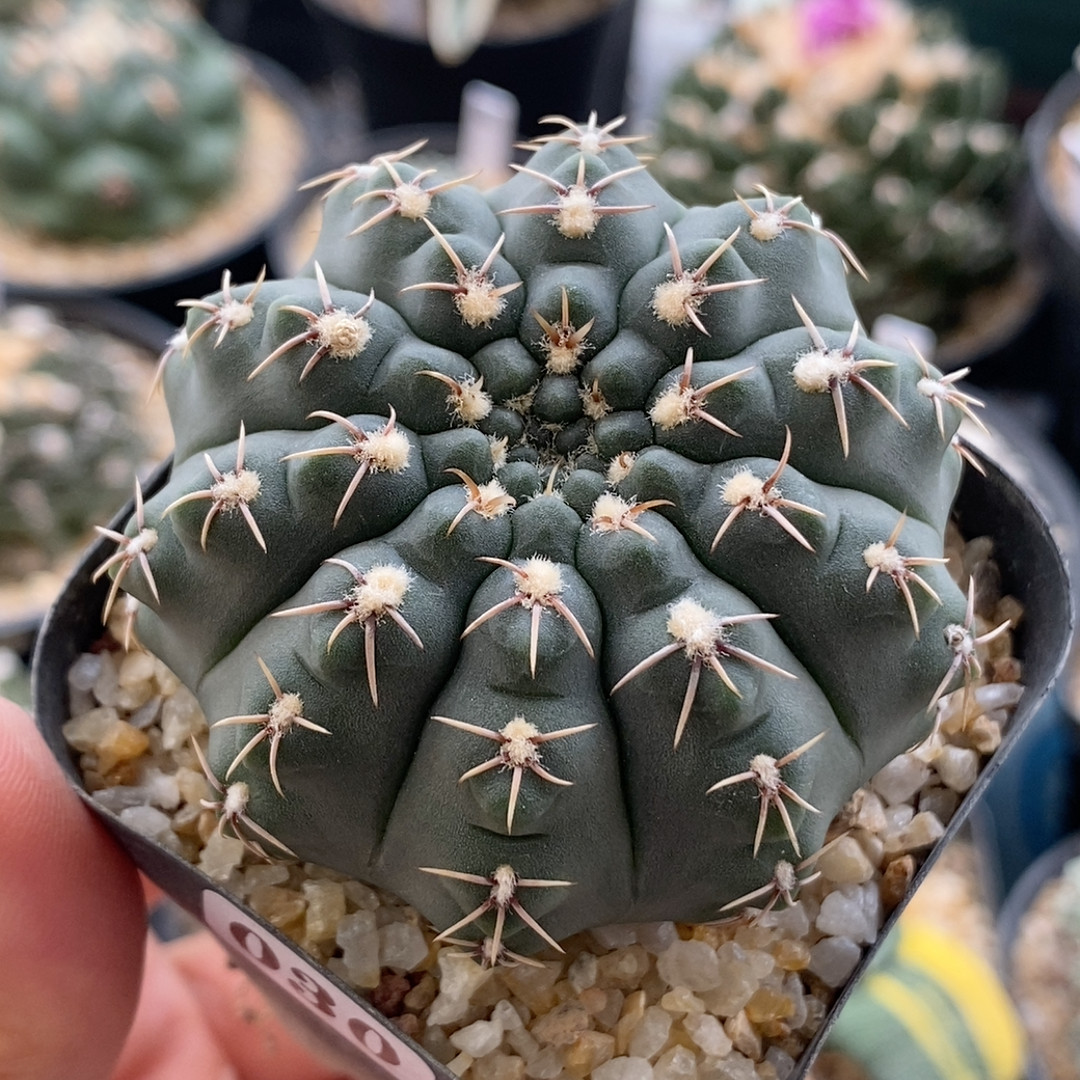 绯花玉实生5.9cm030多肉植物