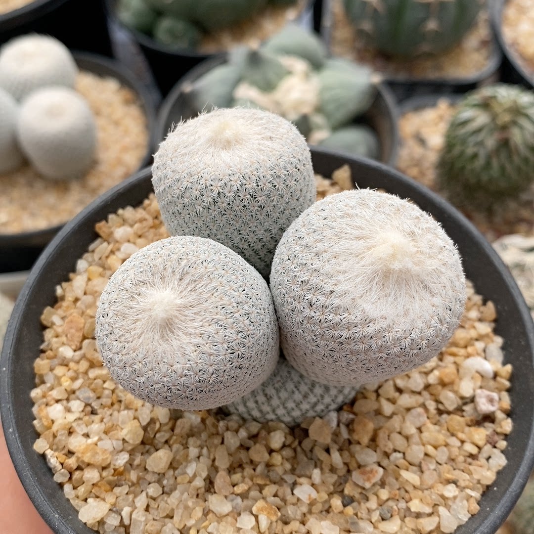 多头，多头借贷怎么解决