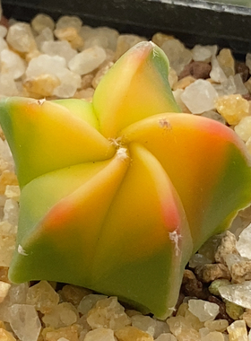 050 红叶鸾凤玉实生2.6cm