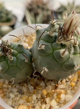 娇丽丸实生双头6.6cm103