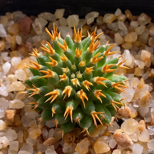短豪刺琴丝2.8cm252