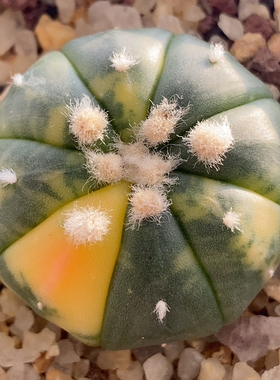 兜锦实生2.9cm457