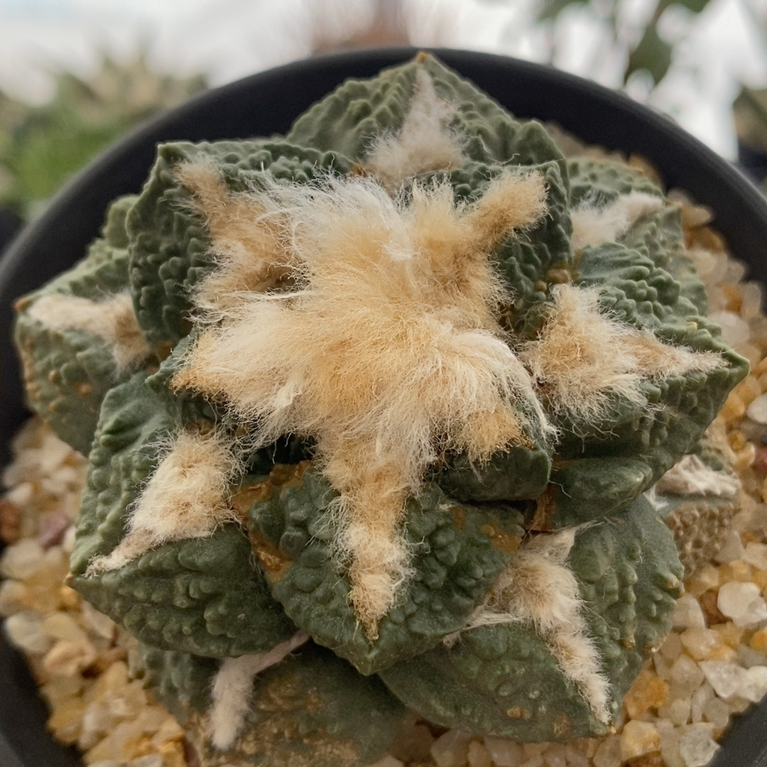 老品种龟甲牡丹7cm258,鲜花速递/花卉仿真/绿植园艺,多肉植物,淘宝优惠券,粉丝福利购,淘宝优惠卷