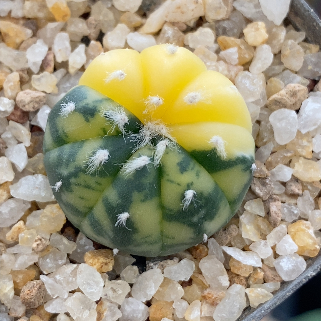 散斑兜锦实生2.3cm848