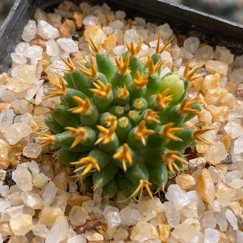 短豪刺琴丝2.8cm260