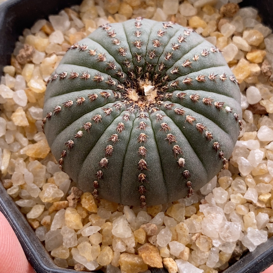 大型士童实生3.7cm053多肉植物