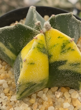 银沙鸾锦实生5.2cm211