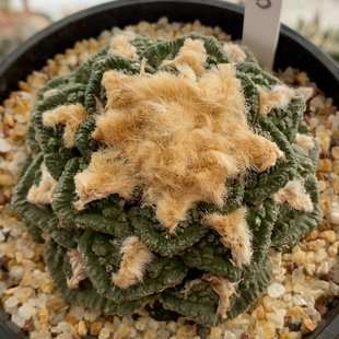 辛顿牡丹8.4cm269