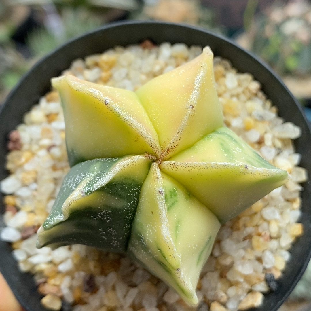 银沙散斑鸾锦实生5cm820
