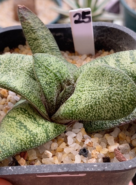 达摩春莺啭卧牛11cm312
