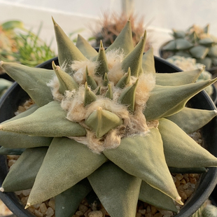 龙芽牡丹14.1cm385自根3年