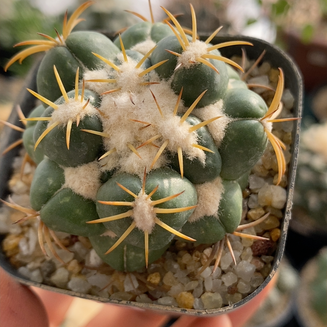 雪顶天司象芽5.1cm168