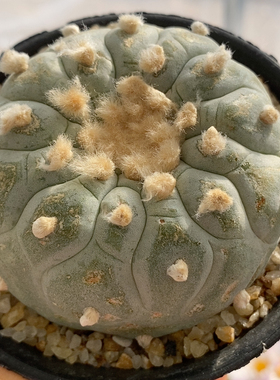 海鲜 葫芦银7.3cm600