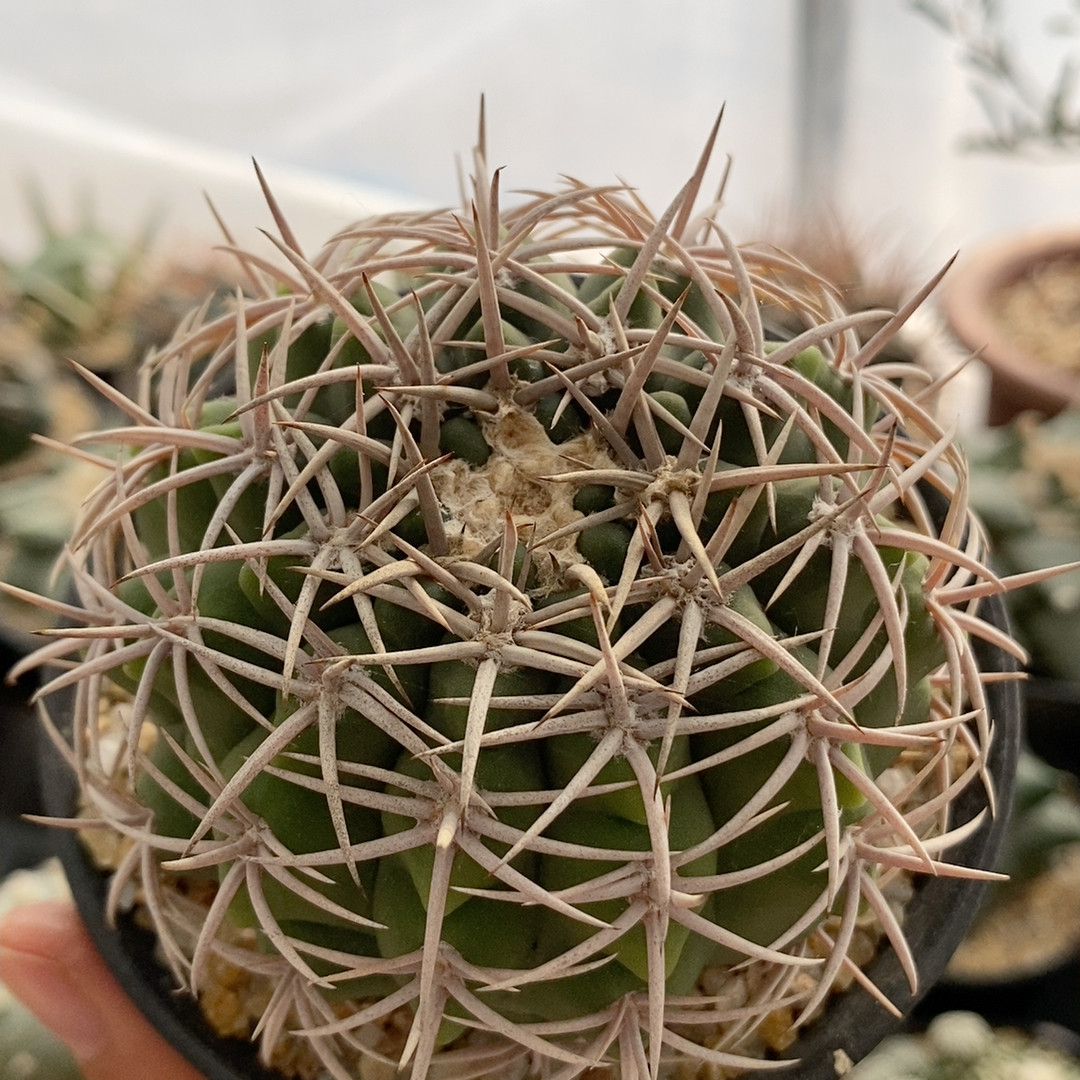 五十铃碧岩玉实生7.8cm603