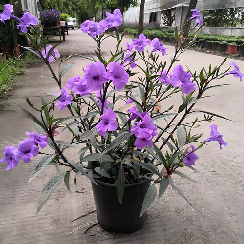 易养活蓝花草耐晒耐寒多季节开花