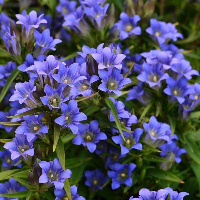 龙胆花盆栽海洋之心耐热耐寒多年生宿根花卉阳台花园好养