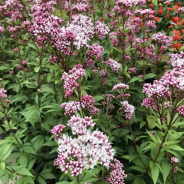 叶泽兰佩兰多年生花镜植物