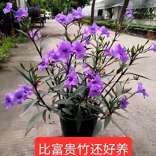 易养活蓝花草耐晒耐寒多季节开花