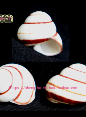 海螺贝壳（所见即所得）3.4CM  蜗牛  标本 收藏11349