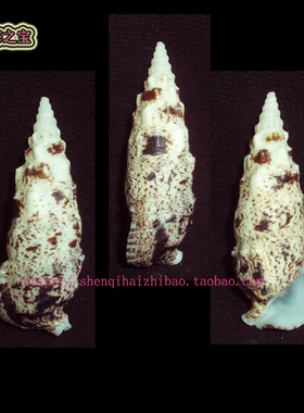 海螺贝壳（一图一物）6.3CM 蟹守螺   标本收藏 10801