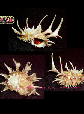 海螺贝壳（所见即所得）4.6 CM 鲜花刺冠螺  标本收藏 10777
