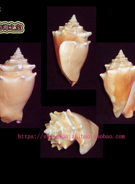 海螺贝壳（一图一物）6.9CM 金拳凤凰螺  标本收藏10838