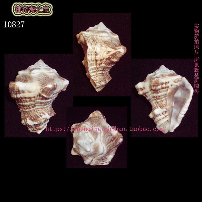 海螺贝壳（一图一物） 6.9CM 加勒比拳螺  标本收藏 10827