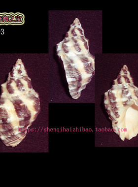 海螺贝壳（一图一物）4.8CM 锈斑岩螺 标本收藏10893