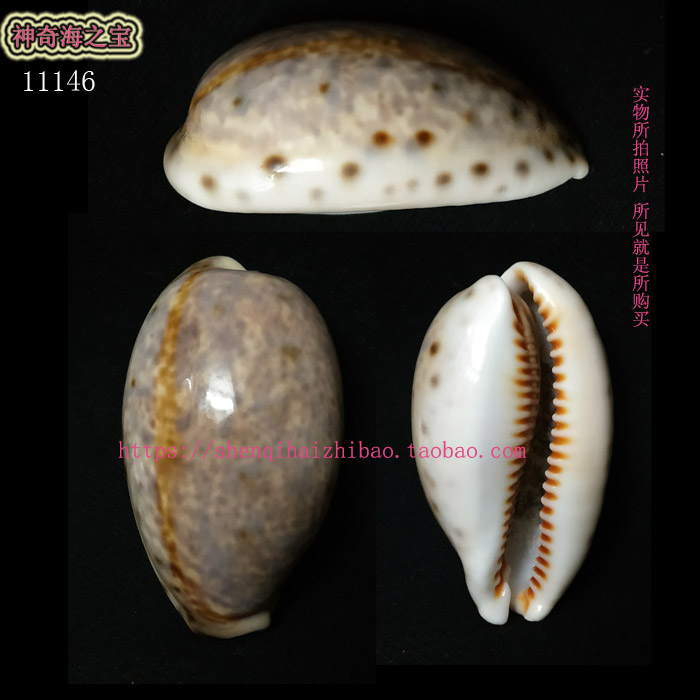 海螺贝壳（所见即所得）5.2CM  山猫宝螺 标本 收藏 11146图片