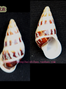 海螺贝壳（所见即所得）4.1CM 树 蜗牛  标本收藏 寄居㙰壳11385