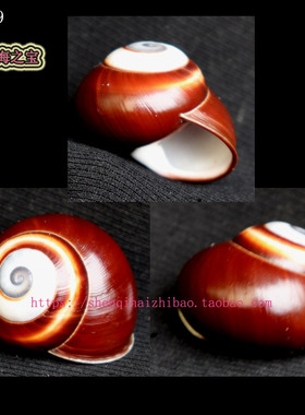 海螺贝壳（所见即所得）3.1CM 菲律宾 蜗牛  标本 收藏11369