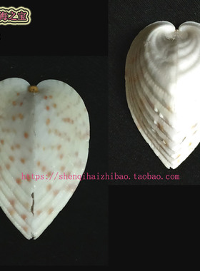 海螺贝壳（所见即所得）3.2CM 心形 鸡心蛤螺 标本收藏11178