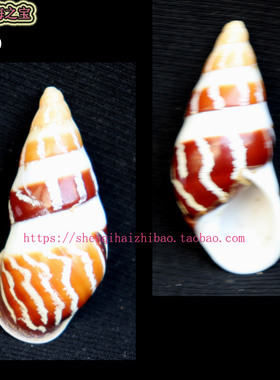海螺贝壳（所见即所得）4.7CM 树 蜗牛  标本收藏 寄居㙰壳11389