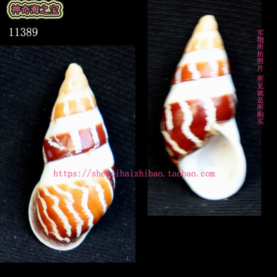 海螺贝壳（所见即所得）4.7CM 树 蜗牛  标本收藏 寄居㙰壳11389