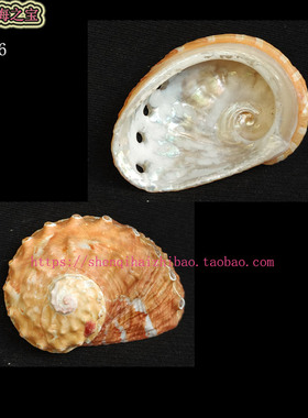海螺贝壳（一图一物）5.5CM 羊鲍贝壳 鲍鱼壳 色彩标本 11566