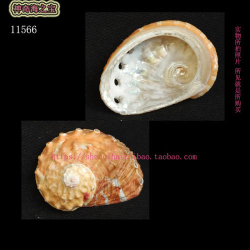 海螺贝壳（一图一物）
