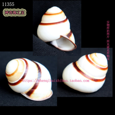 海螺贝壳（所见即所得）4.2CM 蜗牛  标本 收藏 11355