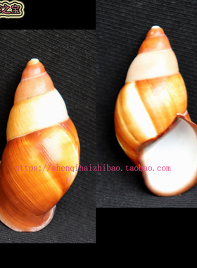 海螺贝壳（所见即所得）6.3CM  蜗牛  标本 收藏11327
