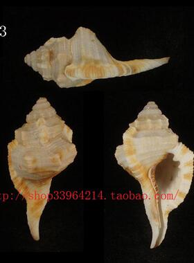 海螺贝壳 对图发货）6.7CM 龟嵌线螺  标本收藏 4443