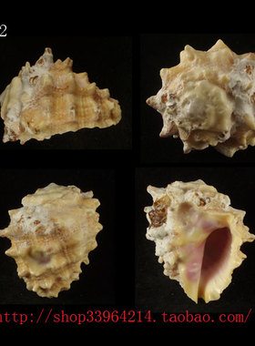 海螺贝壳（所见即所得）4CM 玫瑰岩螺  标本收藏 寄居蟹壳 5122