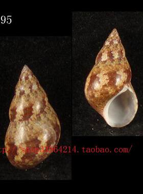 海螺贝壳  1.7CM 花锥螺 小型标本收藏 4395