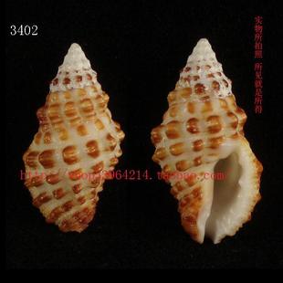 峨螺 海螺贝壳 3.1CM 收藏标本 所见即所得 3727