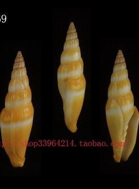 海螺（一图一物）5.3CM   笔螺科   7169