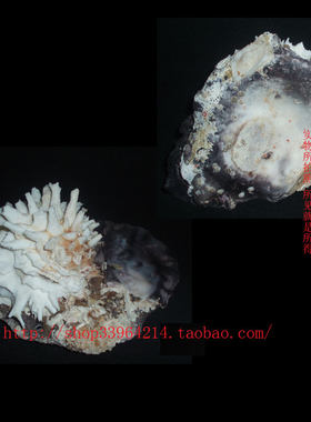 天然标本收藏水族箱装饰品