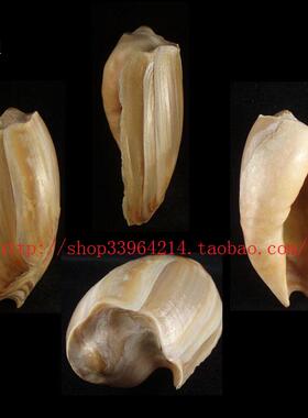 海螺贝壳 所见即所得 化石螺 9.5CM 黄瓜宽口涡螺 厚重体标本6024